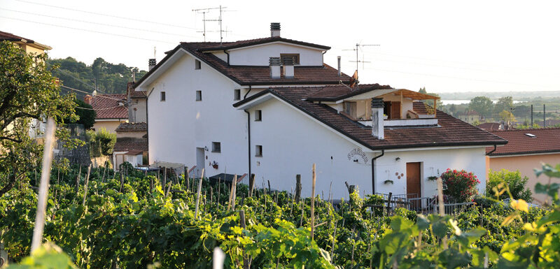 BB Sunrise vista vigneto