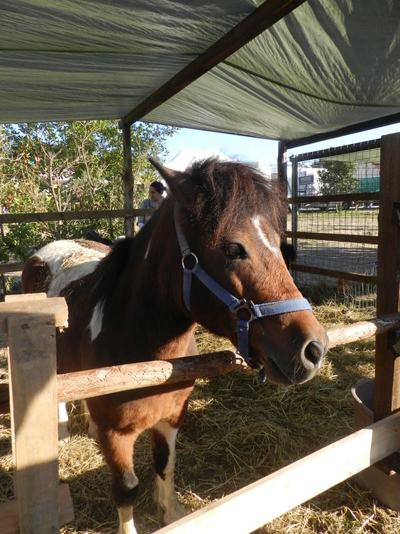 Mostra agrozootecnica Massarosa