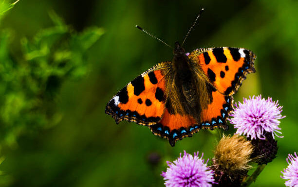 vanessa multicolore