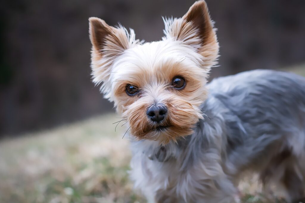pezibear yorkshire terrier 4783327 1920