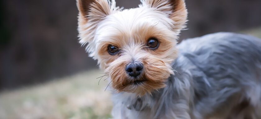 pezibear yorkshire terrier 4783327 1920