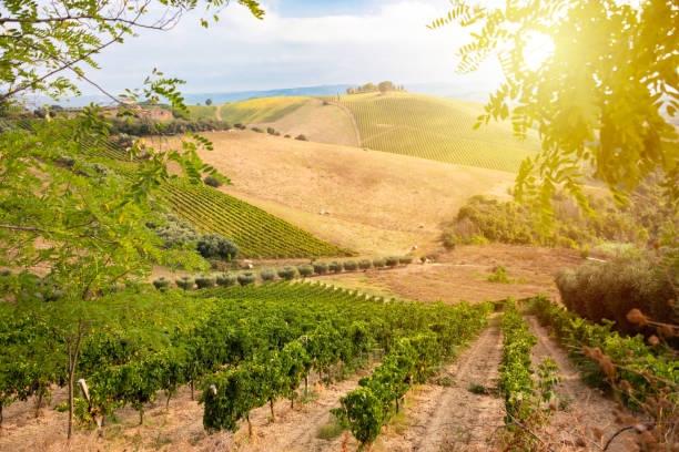 montecucco 1