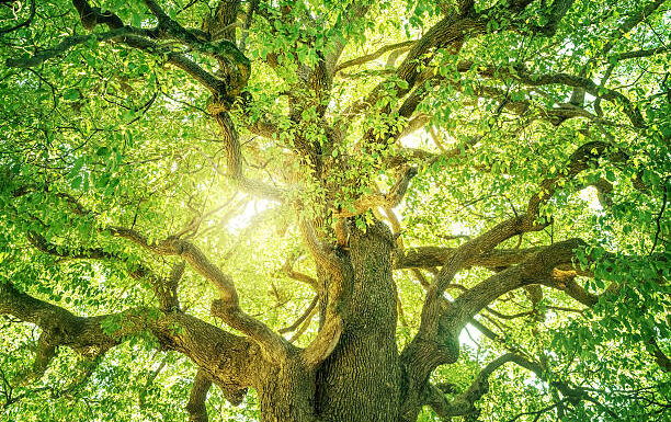 quercia