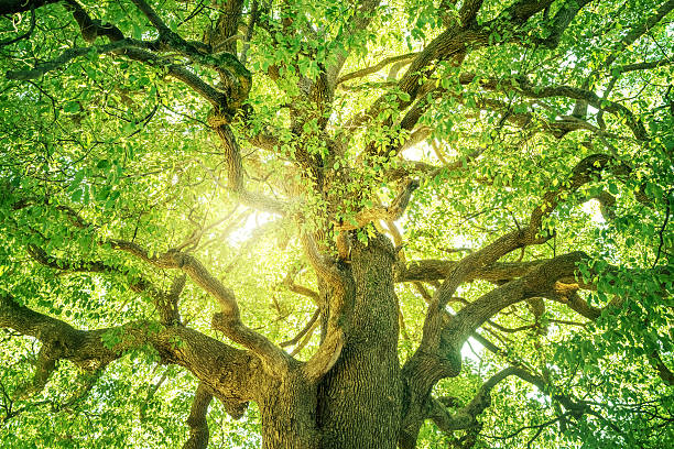 quercia