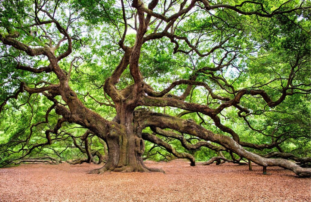 regalshave oak tree 2018822 1920