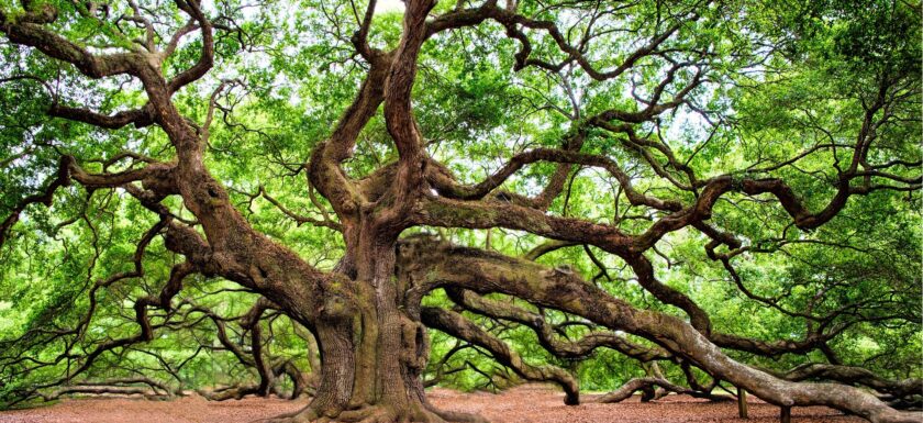 regalshave oak tree 2018822 1920
