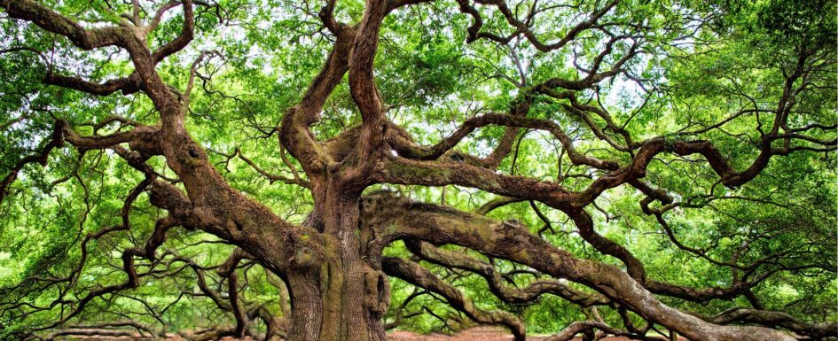 regalshave oak tree 2018822 1920