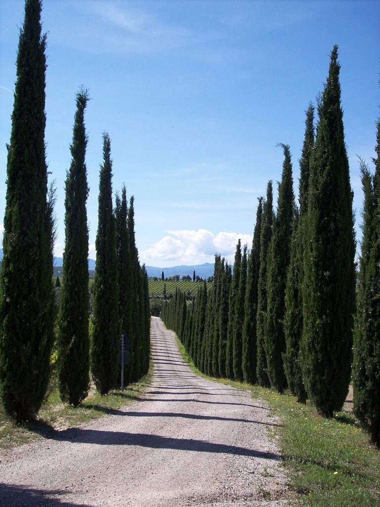 tatlin cypress 101428 1920