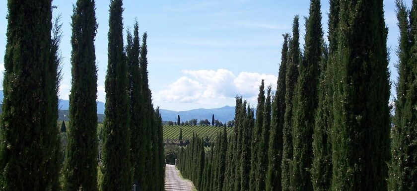 tatlin cypress 101428 1920