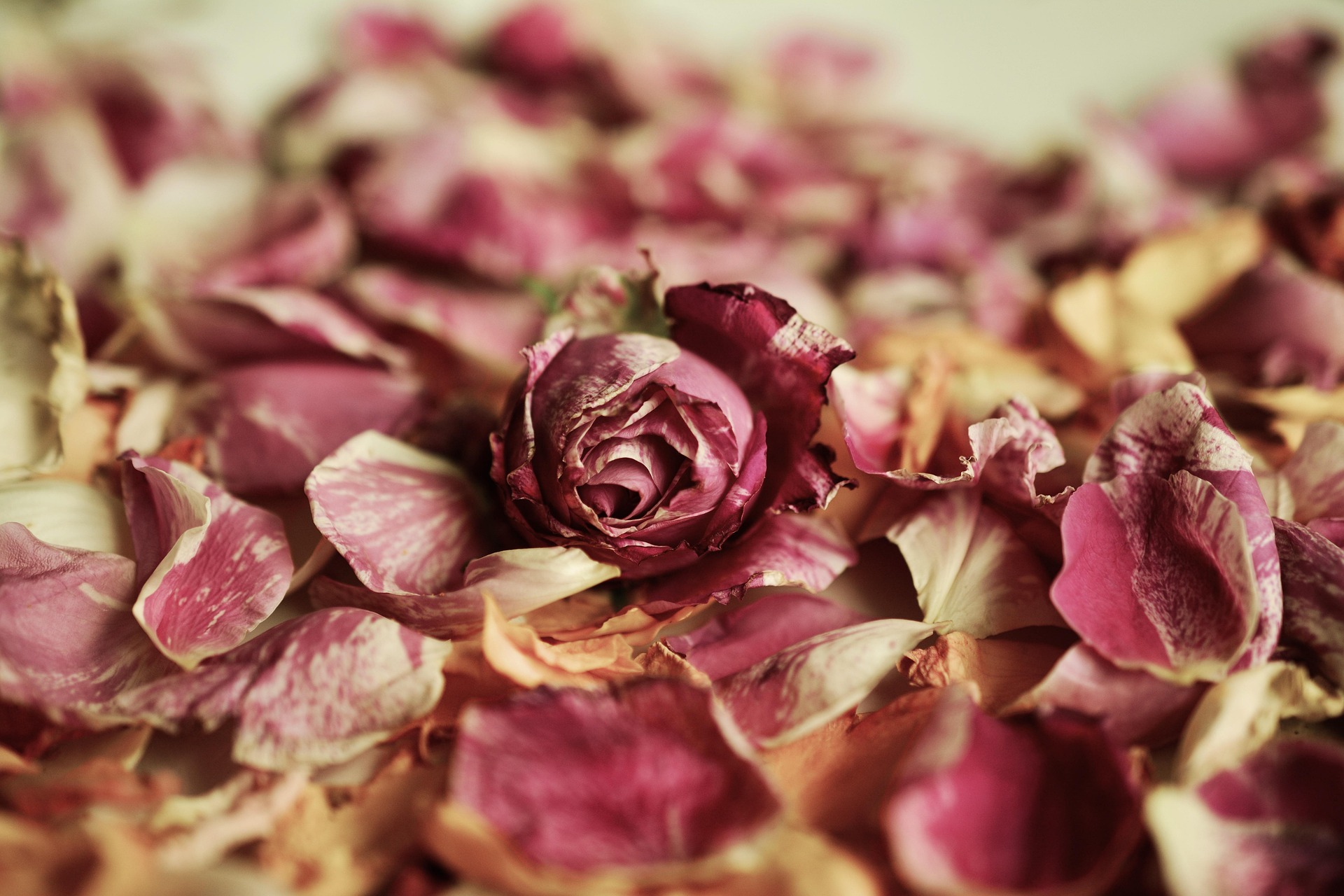 congerdesign rose petals 2446710 1920 1