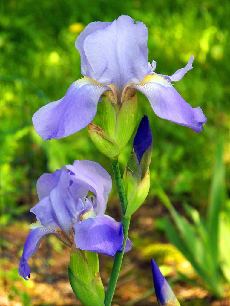 publicdomainpictures lavender iris 18004 1920